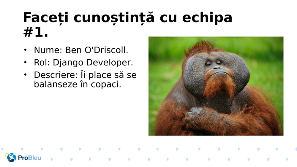 Faceți cunoștință cu echipa #1.