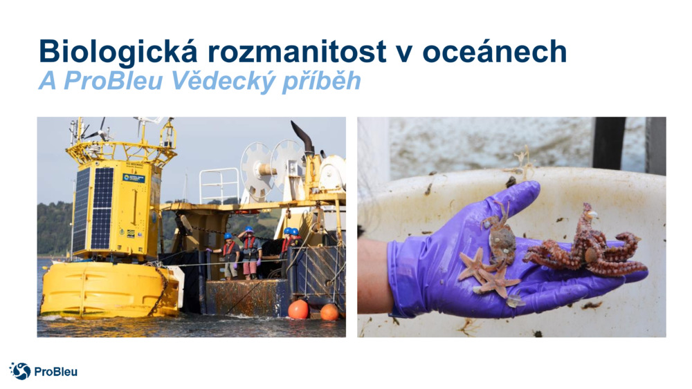 Biologická rozmanitost v oceánech