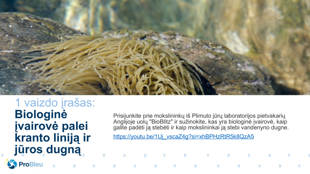 Biomokslų istorijos testeris