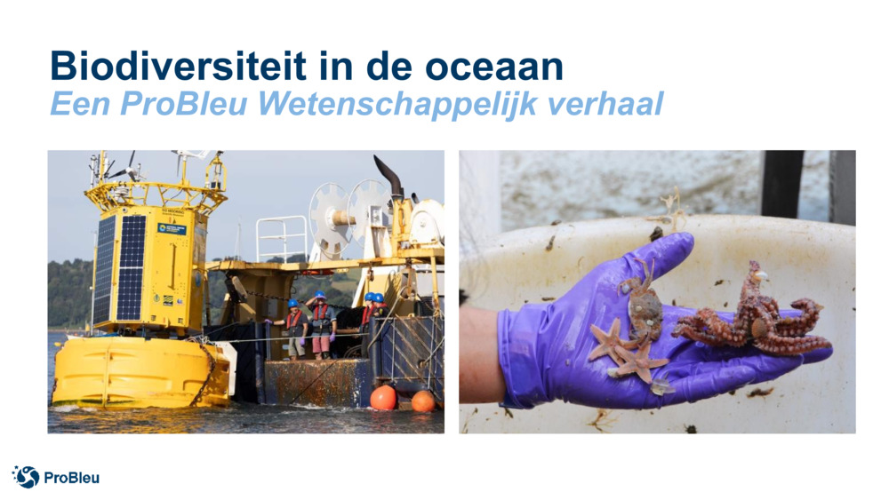 Biodiversiteit in de oceaan
